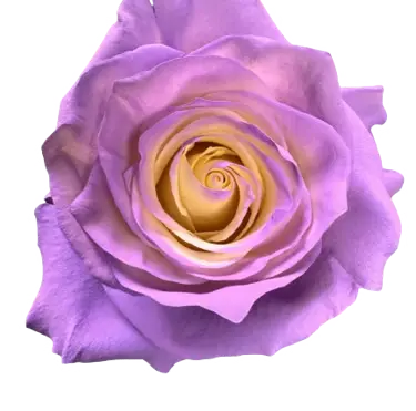 M. Lavander Bliss